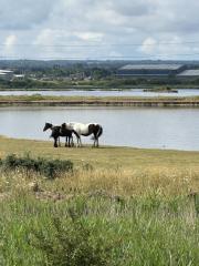 Looking inland over the oyster pond, towards Murston